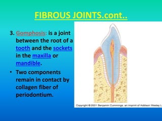FIBROUS JOINTS.cont..
3. Gomphosis: is a joint
between the root of a
tooth and the sockets
in the maxilla or
mandible.
• Two components
remain in contact by
collagen fiber of
periodontium.
 
