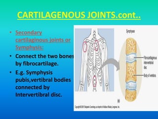 CARTILAGENOUS JOINTS.cont..
• Secondary
cartilaginous joints or
Symphysis:
• Connect the two bones
by fibrocartilage.
• E.g. Symphysis
pubis,vertibral bodies
connected by
Intervertibral disc.
 