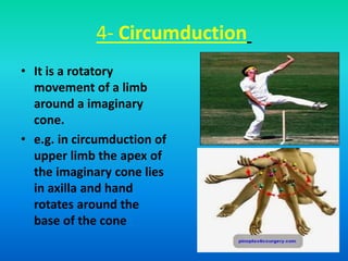 4- Circumduction
• It is a rotatory
movement of a limb
around a imaginary
cone.
• e.g. in circumduction of
upper limb the apex of
the imaginary cone lies
in axilla and hand
rotates around the
base of the cone
 