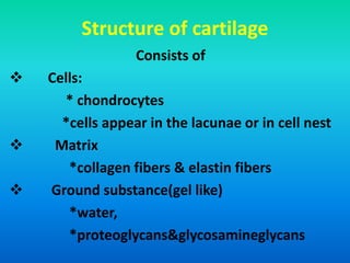 Structure of cartilage
Consists of
 Cells:
* chondrocytes
*cells appear in the lacunae or in cell nest
 Matrix
*collagen fibers & elastin fibers
 Ground substance(gel like)
*water,
*proteoglycans&glycosamineglycans
 