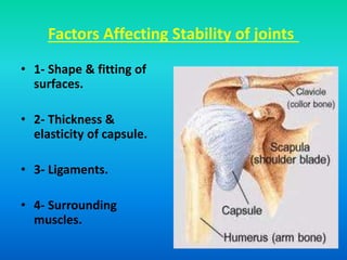 Factors Affecting Stability of joints
• 1- Shape & fitting of
surfaces.
• 2- Thickness &
elasticity of capsule.
• 3- Ligaments.
• 4- Surrounding
muscles.
 