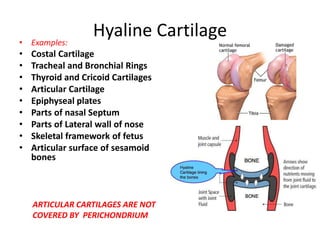 Cartilage&_Bone.pptx