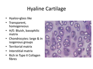Isogeneous Aggregates Cartilage&_Bone.pptx