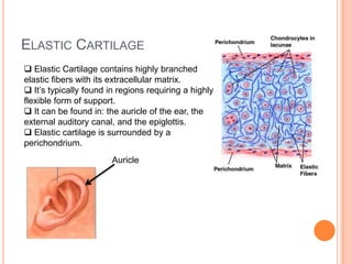 Cartilage & bone connective tissue | PPTX