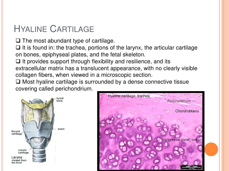What is the function of hyaline cartilage?