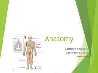 Human Anatomy
Cartilage and Bone
Connective Tissue
Pavemedicine.com
1
 