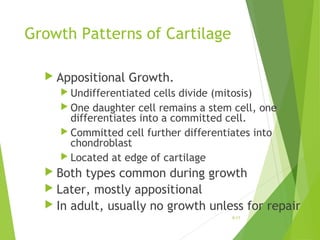 Growth Patterns of Cartilage
 Appositional Growth.
 Undifferentiated cells divide (mitosis)
 One daughter cell remains a stem cell, one
differentiates into a committed cell.
 Committed cell further differentiates into
chondroblast
 Located at edge of cartilage
 Both types common during growth
 Later, mostly appositional
 In adult, usually no growth unless for repair
6-11
 