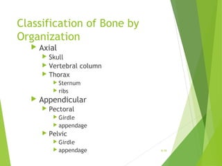 Classification of Bone by
Organization
 Axial
 Skull
 Vertebral column
 Thorax
 Sternum
 ribs
 Appendicular
 Pectoral
 Girdle
 appendage
 Pelvic
 Girdle
 appendage 6-18
 