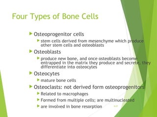 Four Types of Bone Cells
 Osteoprogenitor cells
 stem cells derived from mesenchyme which produce
other stem cells and osteoblasts
 Osteoblasts
 produce new bone, and once osteoblasts become
entrapped in the matrix they produce and secrete, they
differentiate into osteocytes
 Osteocytes
 mature bone cells
 Osteoclasts: not derived form osteoprogenitors
 Related to macrophages
 Formed from multiple cells; are multinucleated
 are involved in bone resorption 6-27
 