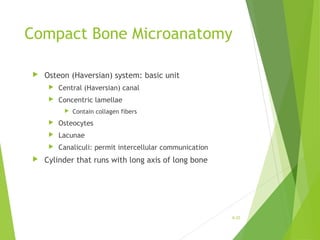 Compact Bone Microanatomy
 Osteon (Haversian) system: basic unit
 Central (Haversian) canal
 Concentric lamellae
 Contain collagen fibers
 Osteocytes
 Lacunae
 Canaliculi: permit intercellular communication
 Cylinder that runs with long axis of long bone
6-33
 