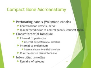 Compact Bone Microanatomy
 Perforating canals (Volkmann canals)
 Contain blood vessels, nerve
 Run perpendicular to central canals, connect them
 Circumferential lamellae
 Internal to periostium
 External circumferential lamellae
 Internal to endosteum
 Internal circumferential lamellae
 Run the entire circumference
 Interstitial lamellae
 Remains of osteons 6-34
 