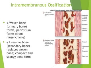 Intramembranous Ossification
 3. Woven bone
(primary bone)
forms, periostium
forms (from
mesenchyme)
 4. Lamellar bone
(secondary bone)
replaces woven
bone; compact and
spongy bone form
6-44
 
