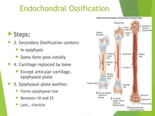 Endochondral Ossification
 Steps:
 3. Secondary Ossification centers:
 In epiphysis
 Some form post-natally
 4. Cartilage replaced by bone
 Except articular cartilage,
epiphyseal plate
 5. Epiphyseal plate ossifies:
 Forms epiphyseal line
 Between 10 and 25
 Last… clavicle 6-47
 