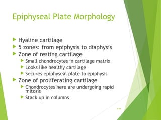 Epiphyseal Plate Morphology
 Hyaline cartilage
 5 zones: from epiphysis to diaphysis
 Zone of resting cartilage
 Small chondrocytes in cartilage matrix
 Looks like healthy cartilage
 Secures epiphyseal plate to epiphysis
 Zone of proliferating cartilage
 Chondrocytes here are undergoing rapid
mitosis
 Stack up in columns
6-48
 