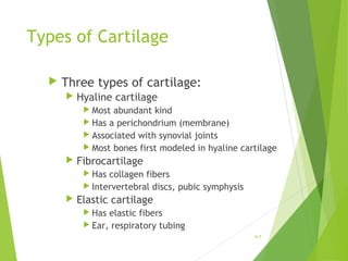Types of Cartilage
 Three types of cartilage:
 Hyaline cartilage
 Most abundant kind
 Has a perichondrium (membrane)
 Associated with synovial joints
 Most bones first modeled in hyaline cartilage
 Fibrocartilage
 Has collagen fibers
 Intervertebral discs, pubic symphysis
 Elastic cartilage
 Has elastic fibers
 Ear, respiratory tubing
6-7
 