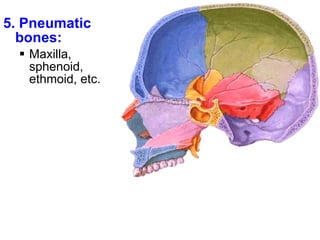 5. Pneumatic bones: Maxilla, sphenoid, ethmoid, etc. 