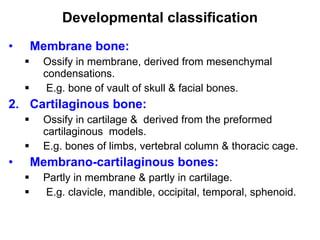 Developmental classification Membrane bone:   Ossify in membrane, derived from mesenchymal condensations. E.g. bone of vault of skull & facial bones. Cartilaginous bone:  Ossify in cartilage &  derived from the preformed cartilaginous  models.  E.g. bones of limbs, vertebral column & thoracic cage. Membrano-cartilaginous bones:   Partly in membrane & partly in cartilage. E.g. clavicle, mandible, occipital, temporal, sphenoid. 