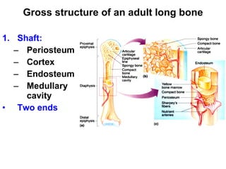 Gross structure of an adult long bone Shaft: Periosteum Cortex Endosteum Medullary cavity  Two ends 