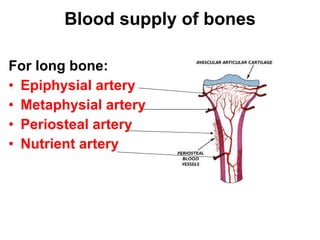 Blood supply of bones For long bone:  Epiphysial artery Metaphysial artery Periosteal artery Nutrient artery 