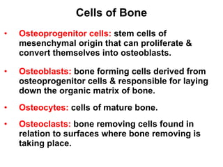 Cells of Bone Osteoprogenitor cells:  stem cells of mesenchymal origin that can proliferate & convert themselves into osteoblasts. Osteoblasts:  bone forming cells derived from osteoprogenitor cells & responsible for laying down the organic matrix of bone. Osteocytes:  cells of mature bone. Osteoclasts:  bone removing cells found in relation to surfaces where bone removing is taking place. 