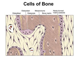 Cells of Bone 