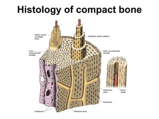 Histology of compact bone 