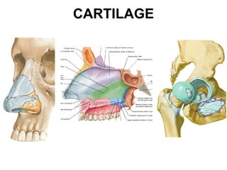 CARTILAGE 