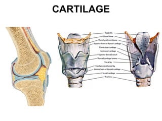 CARTILAGE 