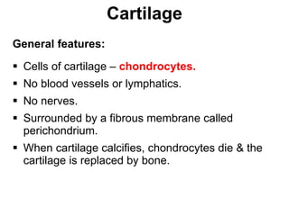 Cartilage General features: Cells of cartilage –  chondrocytes.   No blood vessels or lymphatics. No nerves. Surrounded by a fibrous membrane called perichondrium. When cartilage calcifies, chondrocytes die & the cartilage is replaced by bone. 