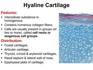 Hyaline Cartilage Features: Intercellular substance is homogenous. Contains numerous collagen fibers. Cells are usually present in groups (of two or more), called  cell nests or isogenous cell groups. Distribution: Costal cartilages, Articular cartilage, Thyroid, cricoid & arytenoid cartilages, Nasal septum & lateral wall of nose, Epiphyseal plate of cartilage.  