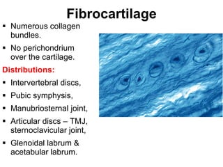 Fibrocartilage Numerous collagen bundles. No perichondrium over the cartilage. Distributions: Intervertebral discs, Pubic symphysis, Manubriosternal joint, Articular discs – TMJ, sternoclavicular joint, Glenoidal labrum & acetabular labrum. 