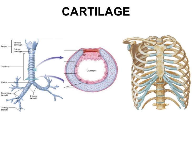cartilage bone mbbs 1st year