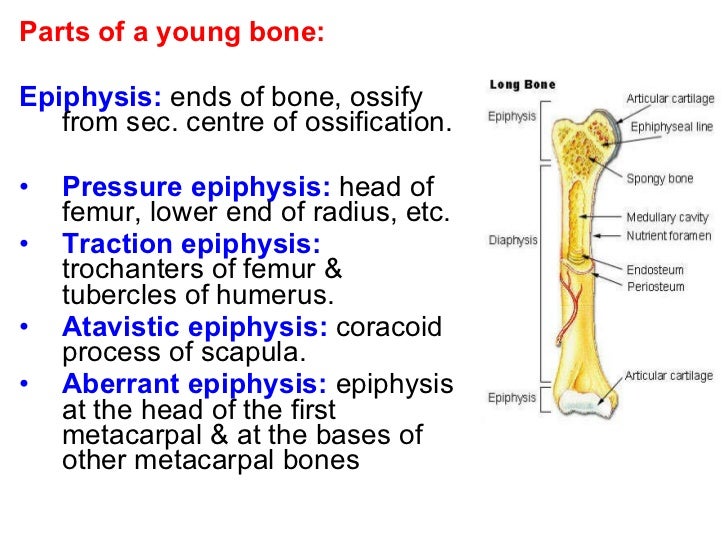 Cartilage & bone, mbbs 1st year