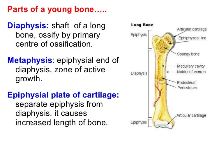 Cartilage & bone, mbbs 1st year