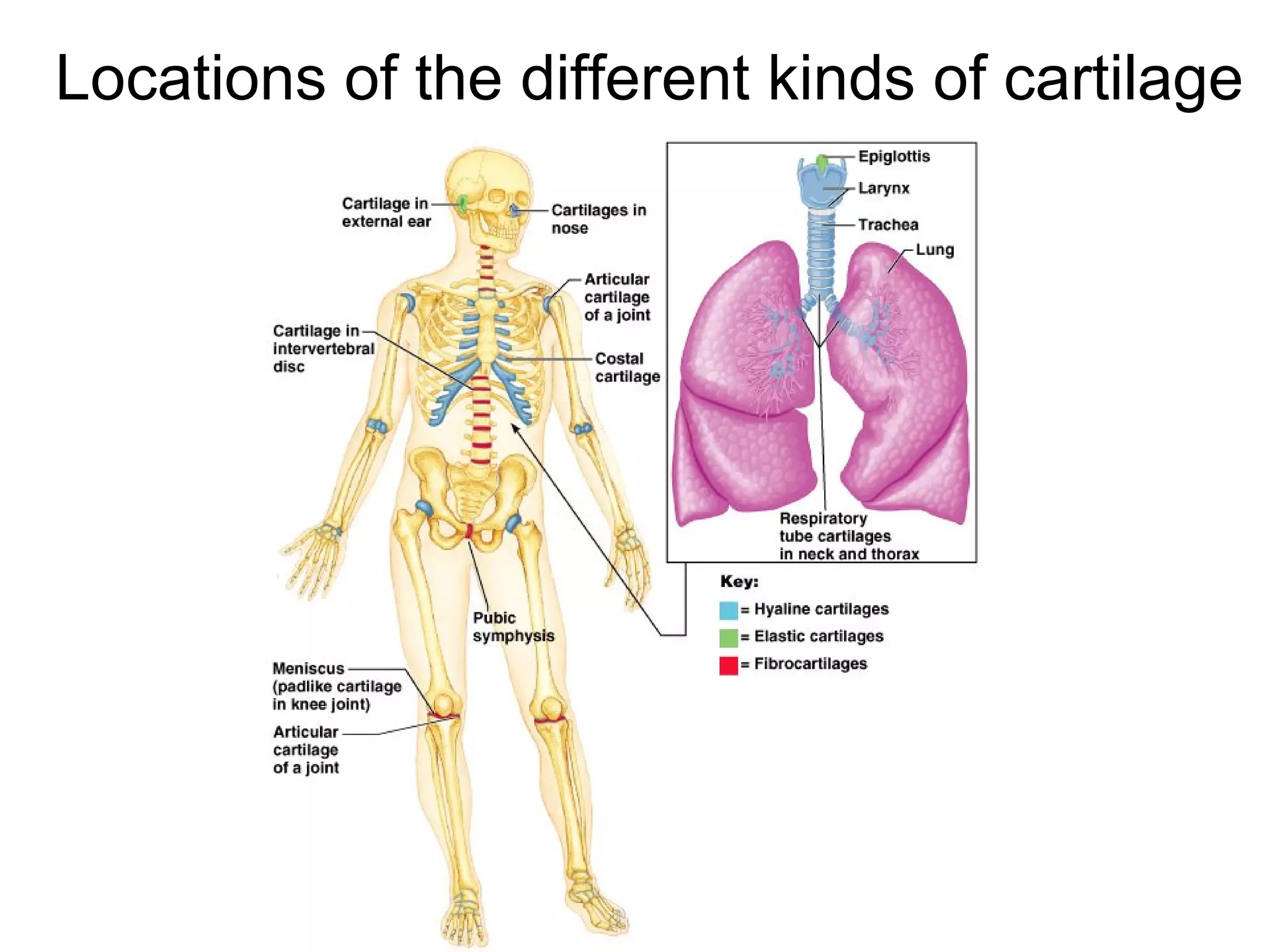 Cartilage & bones | PPT