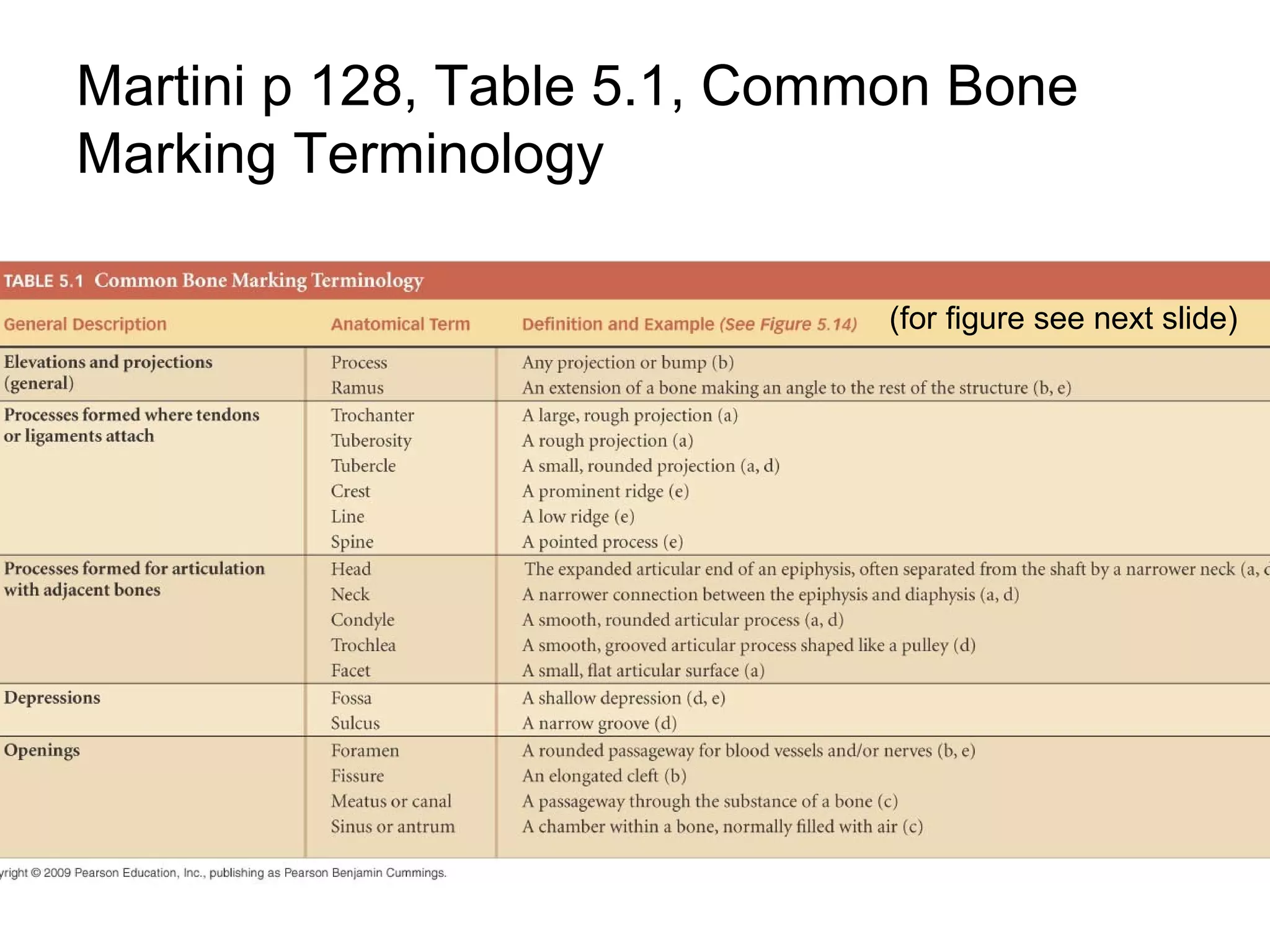 Cartilage & bones | PPT