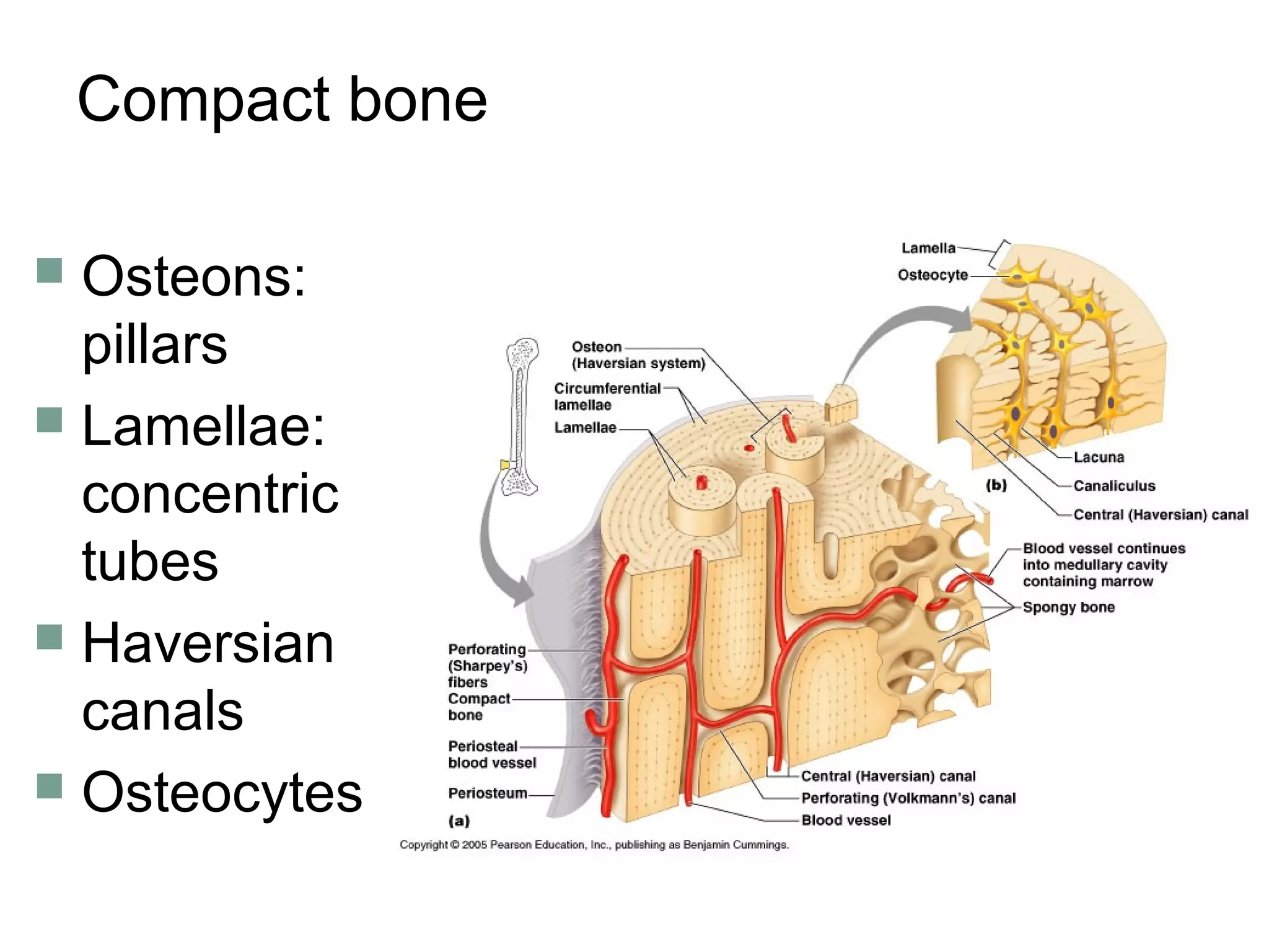 Cartilage & bones | PPT