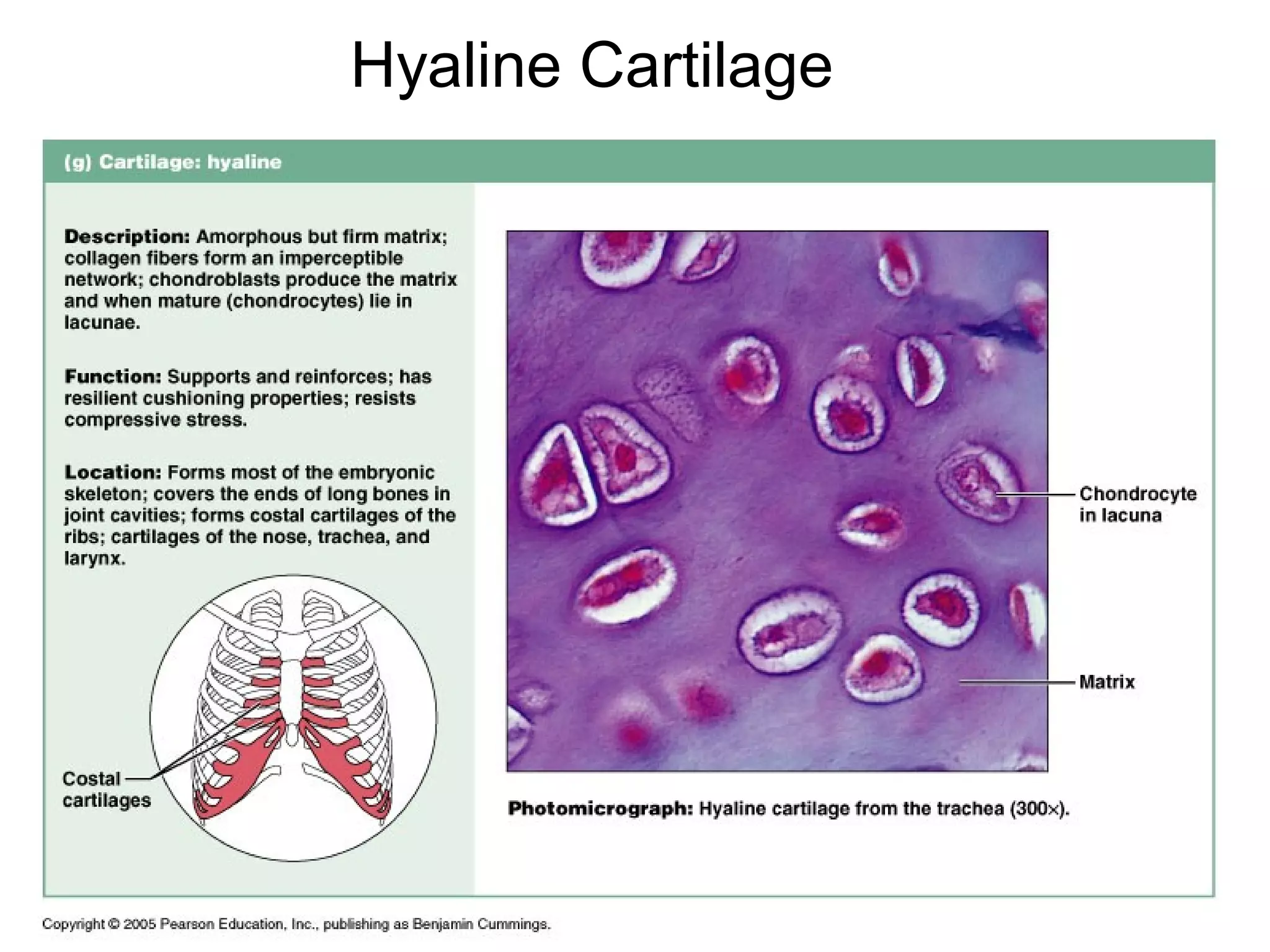 Cartilage Bones PPT