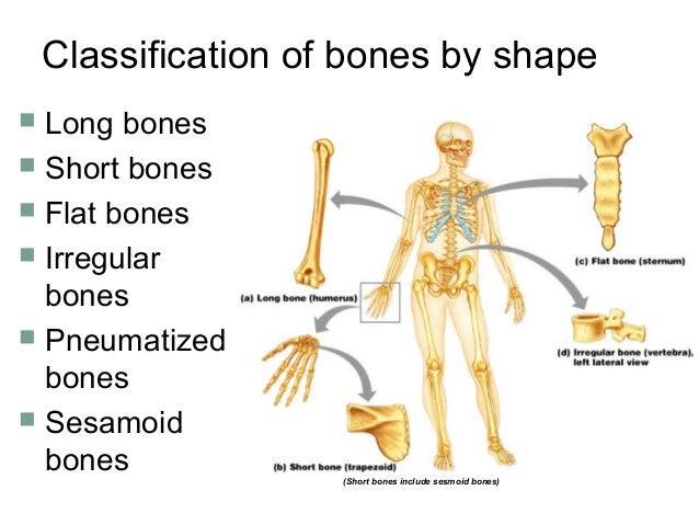 irregular bones