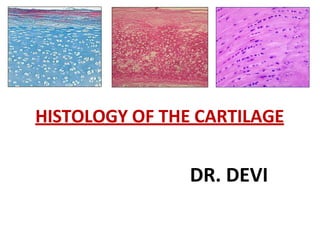 HISTOLOGY OF THE CARTILAGE
DR. DEVI
 