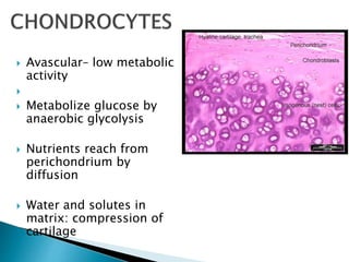  Avascular– low metabolic
activity

 Metabolize glucose by
anaerobic glycolysis
 Nutrients reach from
perichondrium by
diffusion
 Water and solutes in
matrix: compression of
cartilage
 