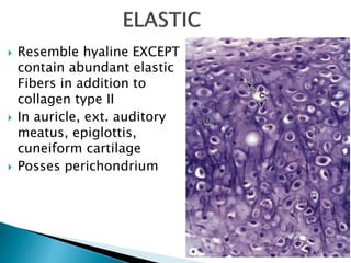  Resemble hyaline EXCEPT
contain abundant elastic
Fibers in addition to
collagen type II
 In auricle, ext. auditory
meatus, epiglottis,
cuneiform cartilage
 Posses perichondrium
 