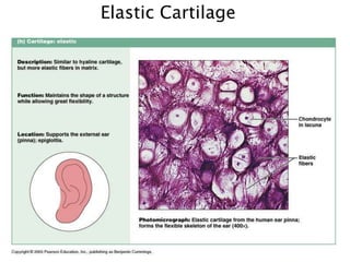 Elastic Cartilage
 