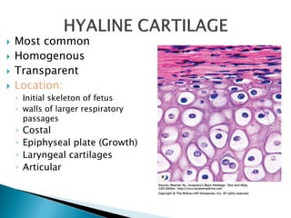  Most common
 Homogenous
 Transparent
 Location:
◦ Initial skeleton of fetus
◦ walls of larger respiratory
passages
◦ Costal
◦ Epiphyseal plate (Growth)
◦ Laryngeal cartilages
◦ Articular
 