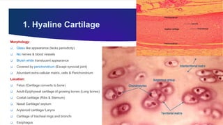Perichondrium Rib Cartilage Histology by Dr. Rabia I. Gandapore.pptx