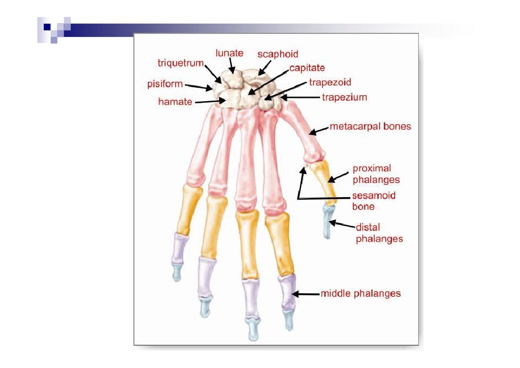 Cartilage & joints