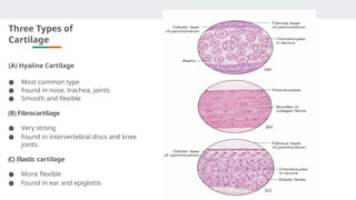 Comprehensive Overview of Cartilage: Types, Structure, and Functions in ...