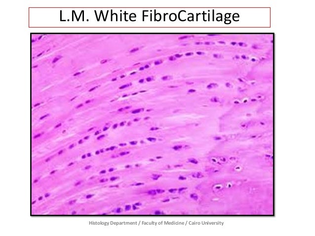 Cartilage - Prac. Histology diagram of yellow elastic tissue 