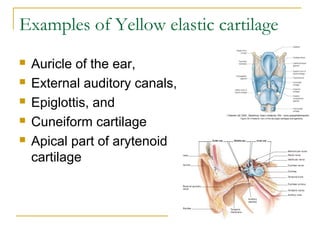 Examples of Yellow elastic cartilage
 Auricle of the ear,
 External auditory canals,
 Epiglottis, and
 Cuneiform cartilage
 Apical part of arytenoid
cartilage
 
