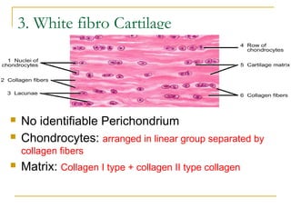3. White fibro Cartilage
 No identifiable Perichondrium
 Chondrocytes: arranged in linear group separated by
collagen fibers
 Matrix: Collagen I type + collagen II type collagen
 